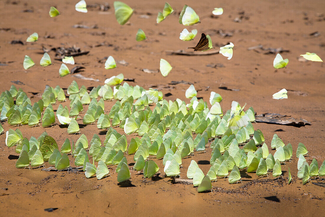 Butterflies in Rainforest at Tambopata river, Tambopata National Reserve, Peru, South America