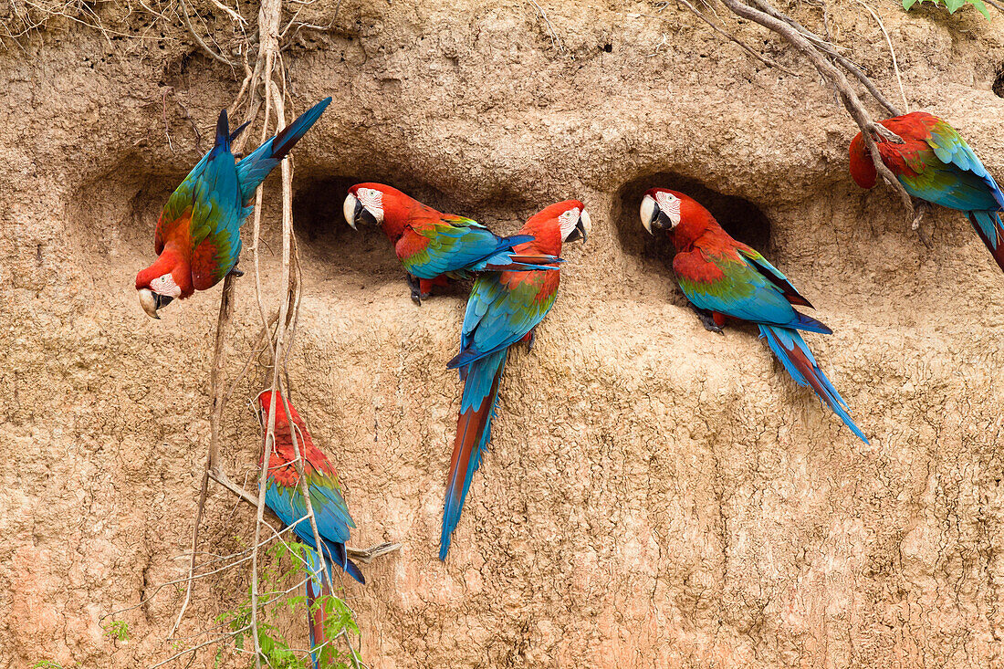 Red-and-green Macaws at saltlick, Ara chloroptera, Tambopata National Reserve, Peru, South America