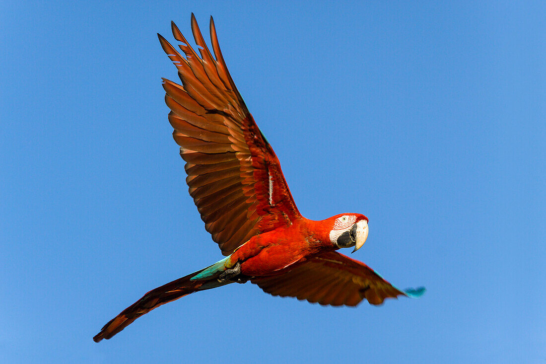 Gruenfluegelara im Flug, Ara chloroptera, Tambopata Reservat, Peru, Südamerika