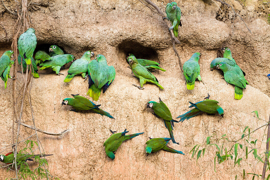 Papageien an Salzlecke im Regenwald am Tambopata River, Tambopata Reservat, Peru, Südamerika