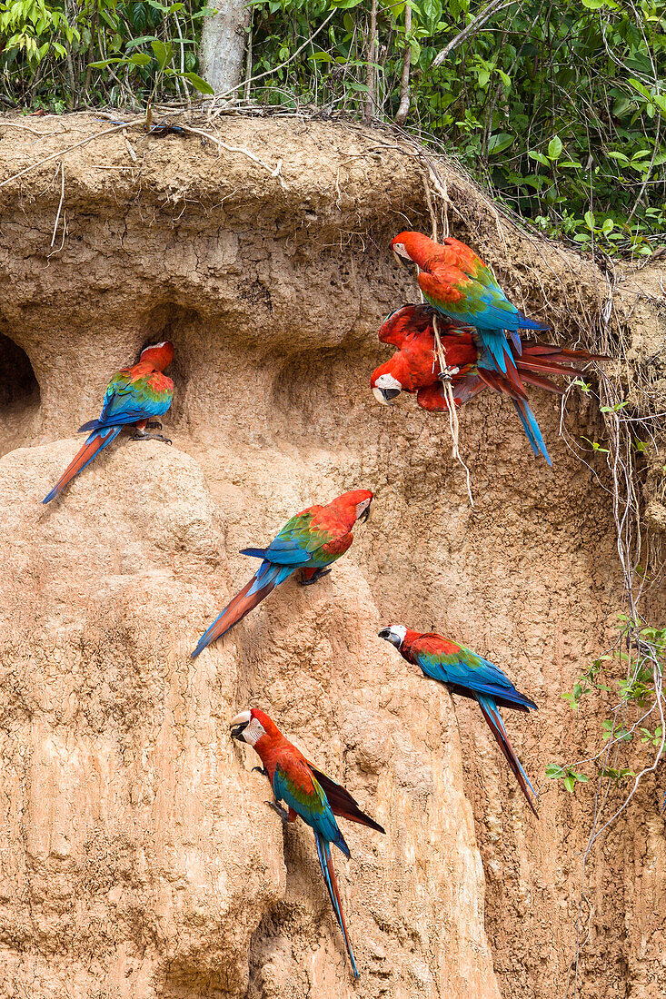 Gruenfluegelaras an Salzlecke, Ara chloroptera, Tambopata Reservat, Peru, Südamerika