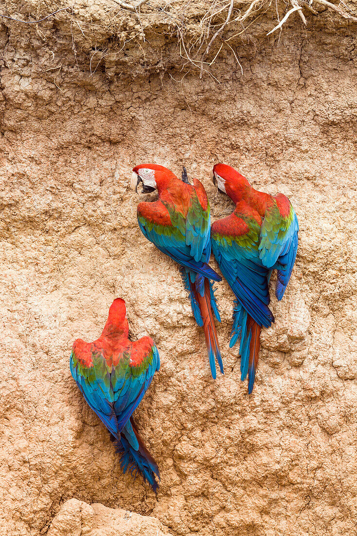 Gruenfluegelaras an Salzlecke, Ara chloroptera, Tambopata Reservat, Peru, Südamerika