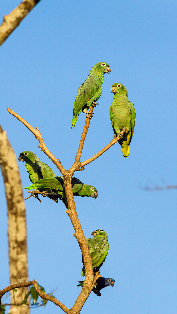 Muelleramazonen, Amazona farinosa farinosa, Tambopata Reservat, Peru, Südamerika