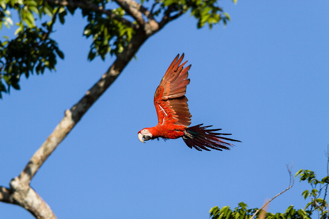 Gruenfluegelaras im Regenwald, Ara chloroptera, Tambopata Reservat, Peru, Südamerika