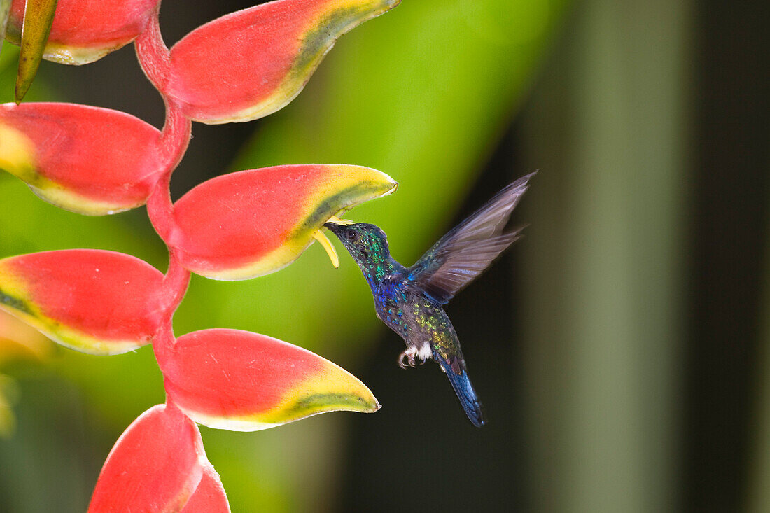 Hummingbird, Fork-tailed Woodnymph, Thalurania furcata, on Heliconia flower, Tambopata Reserve, Peru, South America
