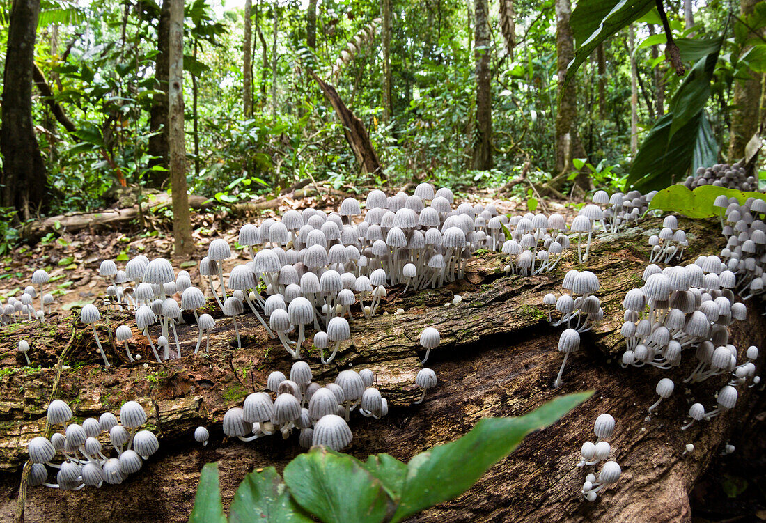 Kleine Pilze auf gefallenem Baumstamm im Regenwald, Tambopata Reservat, Peru, Südamerika