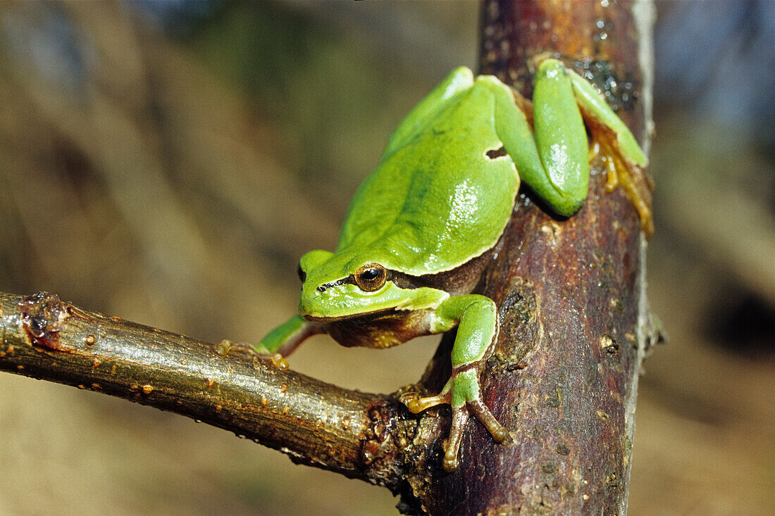 Laubfrosch, Hyla arborea, Burgenland, Österreich