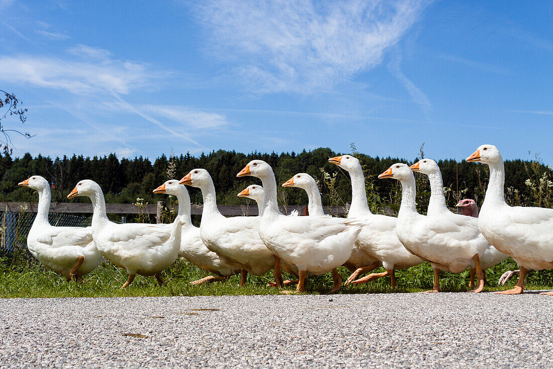 Domestic geese walking in a row, Upper Bavaria, Germany, Europe