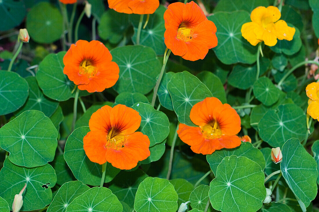 Kapuzinerkresse, Tropaeolum majus