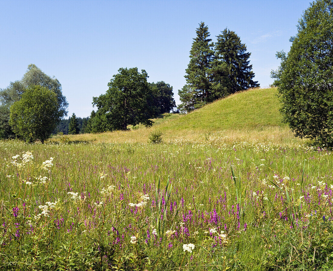 Oberbayerische Landschaft, Blumenwiese mit Blutweiderich, Lythrum salicaria, und Mädesüß, Filipendula ulmaria, Deutschland