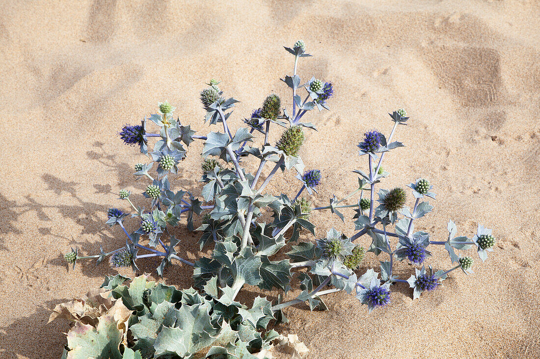 Beach Thistle, Eryngium maritimum, Algarve, Portugal, Europe