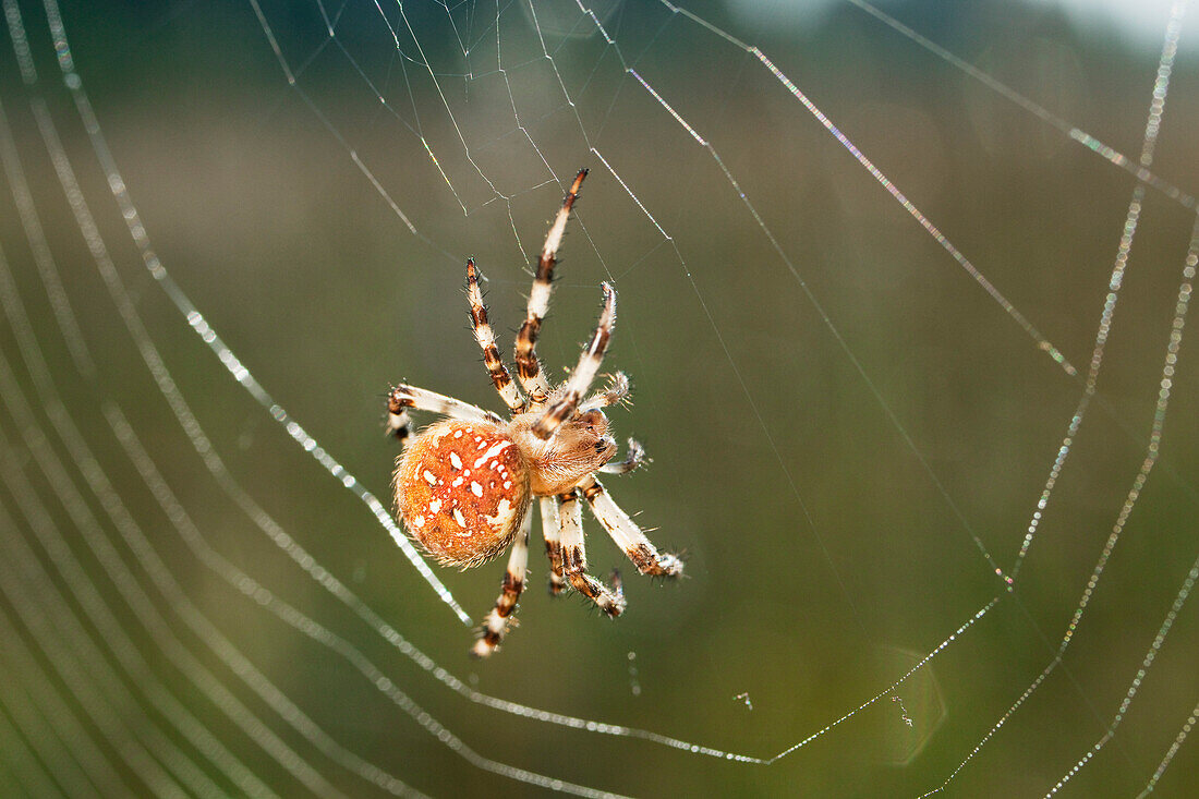 Garden Spider in web, Araneus spec., Bavaria, Germany, Europe