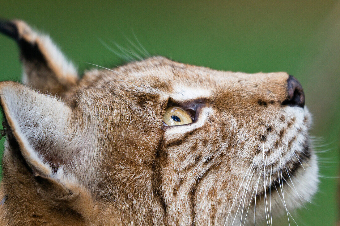 Europäischer Luchs schaut nach oben, Lynx lynx, Bayern, Deutschland