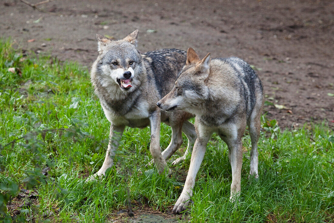 Wölfe, Canis lupus, Europa