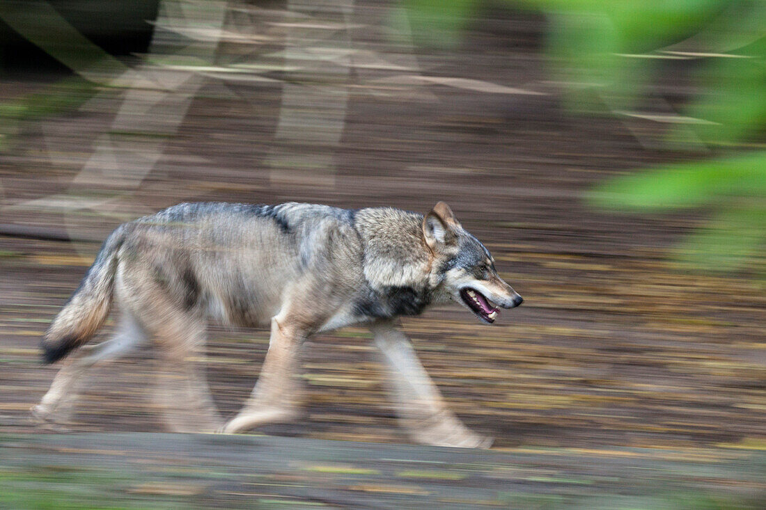 European Wolf running, Canis lupus, Europe, captive