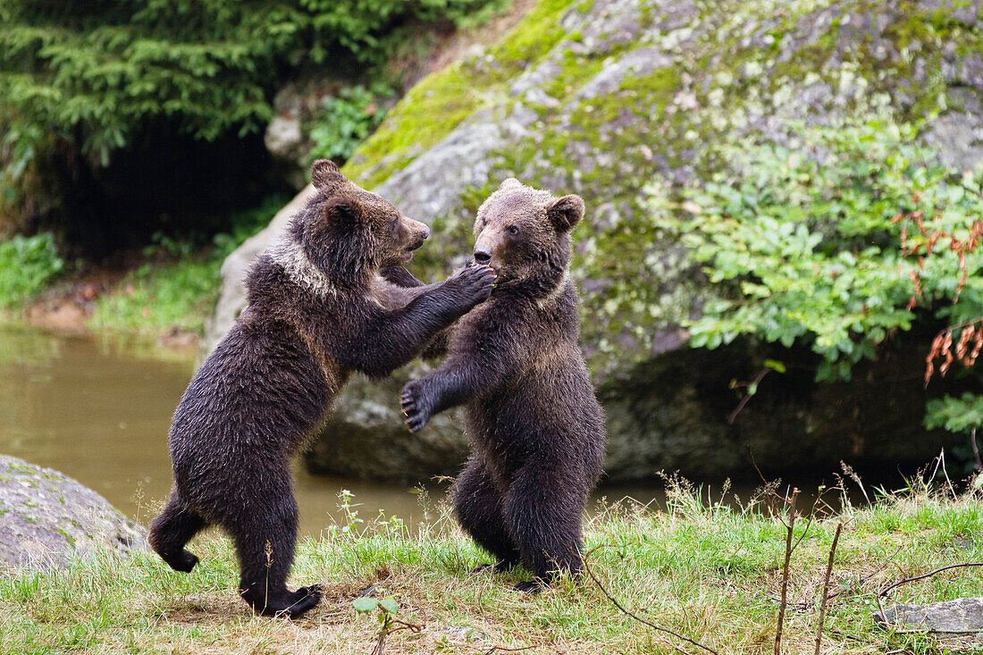 Junge Braunbären spielen, Ursus arctos, Nationalpark Bayerischer Wald, Niederbayern, Deutschland, Europa