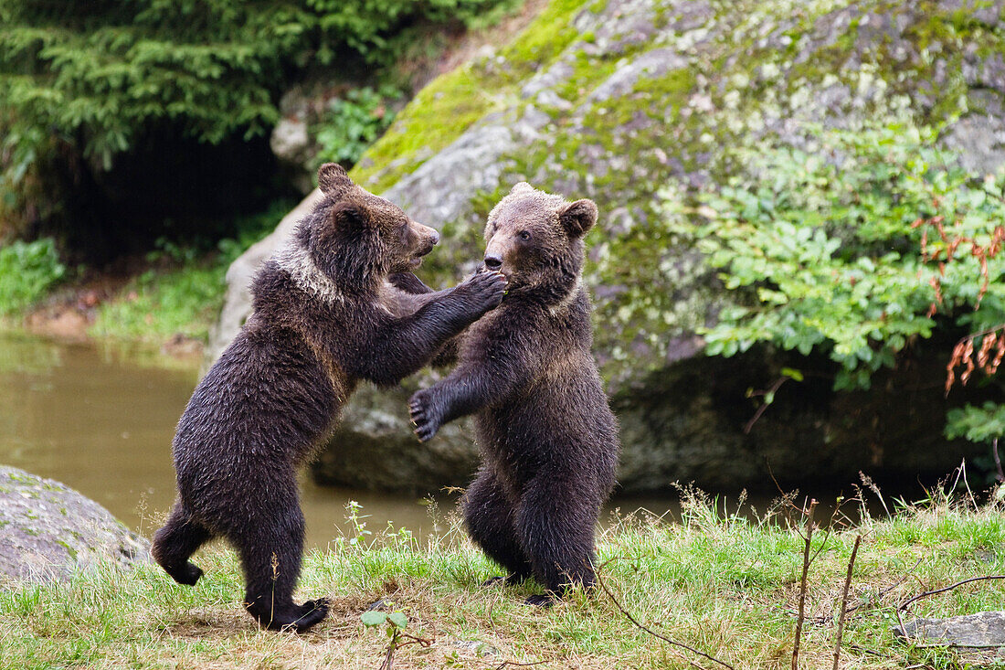 Young Brown Bears playing, Ursus arctos, Bavarian Forest National Park, Bavaria, Lower Bavaria, Germany, Europe, captive