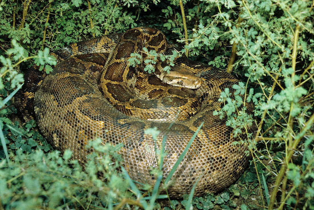 Tigerpython, Python molurus, Indien