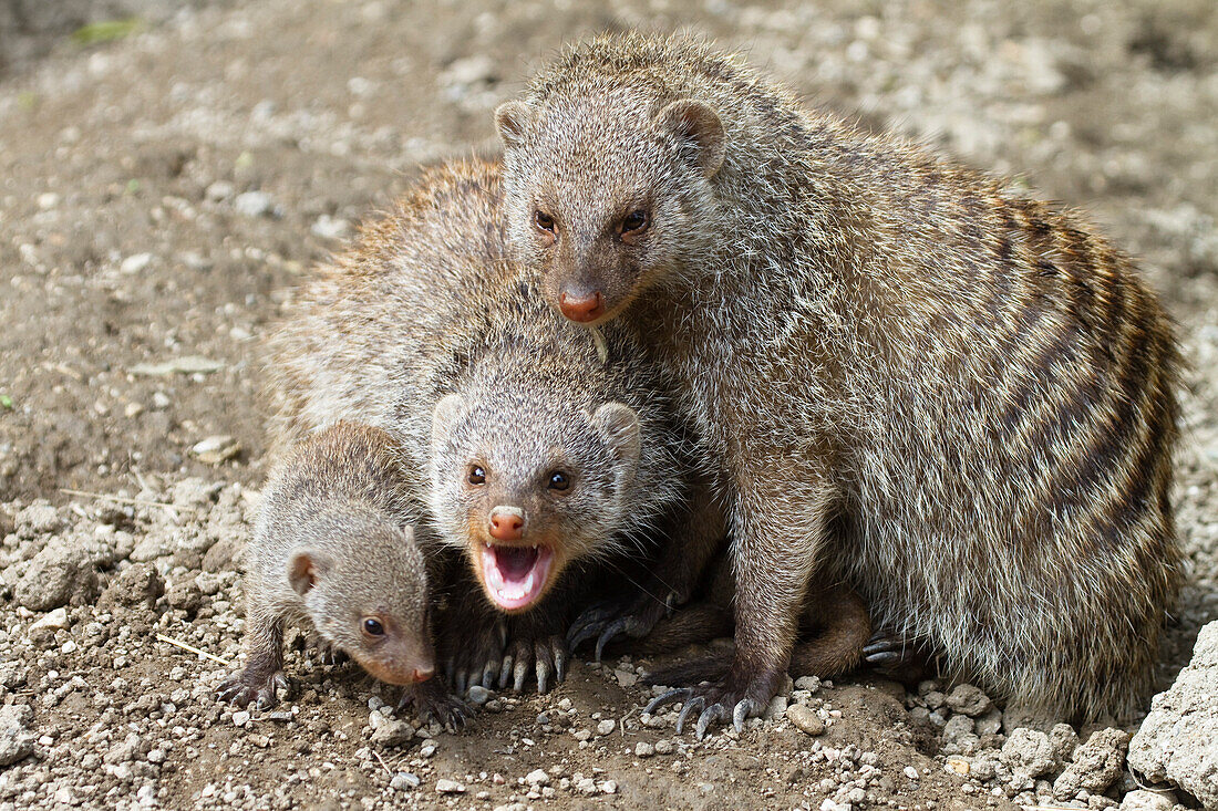 Banded Mongoose, group with baby, Mungos mungo, Africa, captive