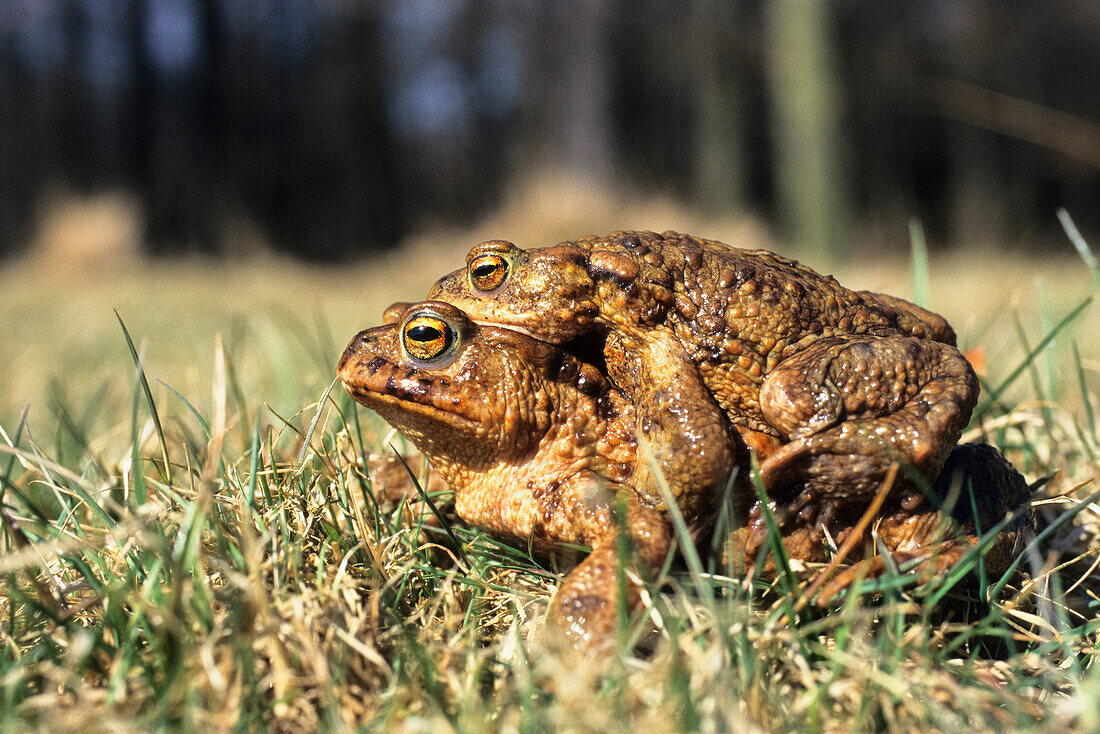 Toads mating, Bufo bufo, Bavaria, Germany