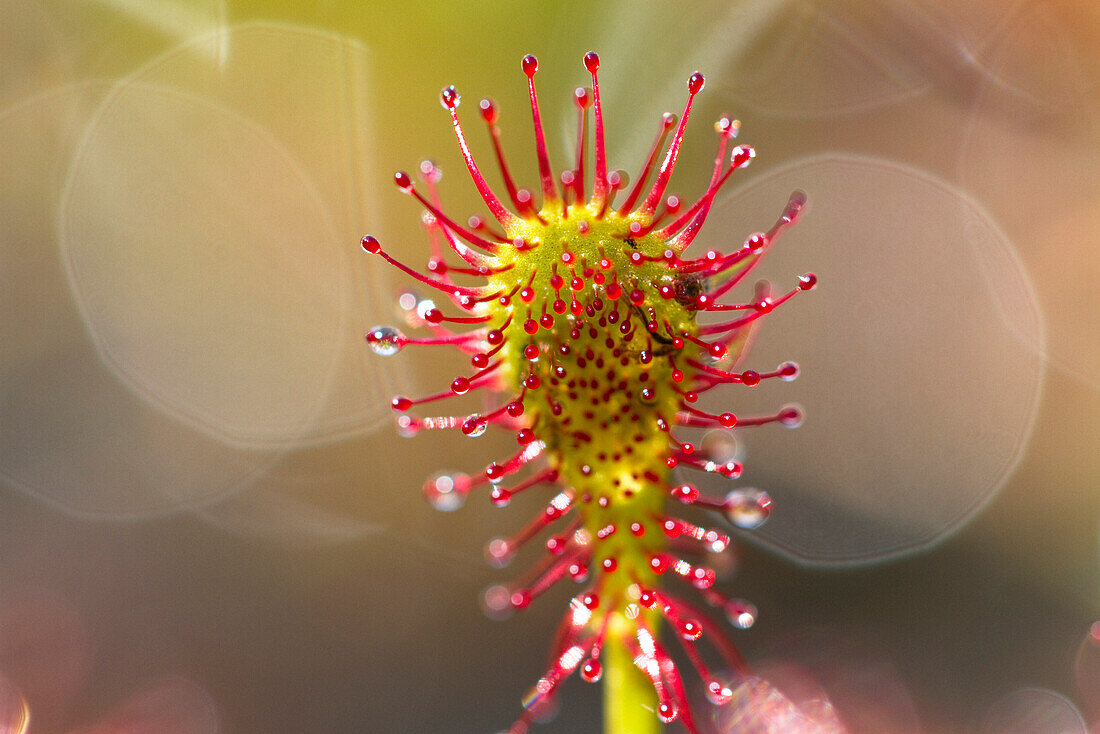 Mittlerer Sonnentau, Drosera intermedia, Blätter mit Klebedrüsen, Bayern, Deutschland