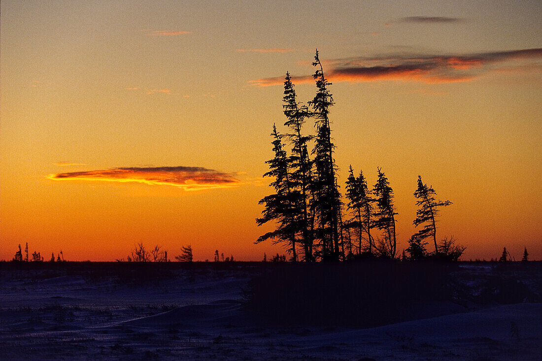 Fichten in der Tundra im Winter bei Sonnenuntergang, Churchill, Manitoba, Kanada