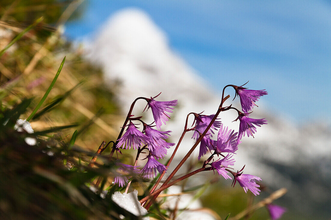 Mountain flower, Soldanella alpina, Wetterstein mountains, Alps, Bavaria, Germany