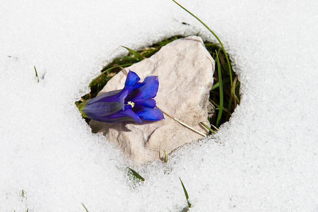 Gentian in snow, Gentiana clusii, Upper Bavaria, Germany, Europe