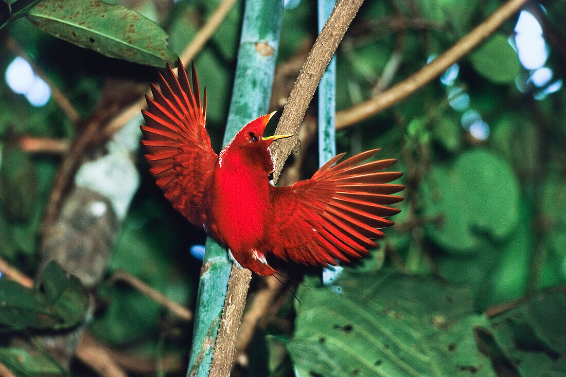 Königsparadiesvogel, Männchen balzt, Cicinnurus regius, West-Papua, Irian Jaya, Neuguinea, Indonesien