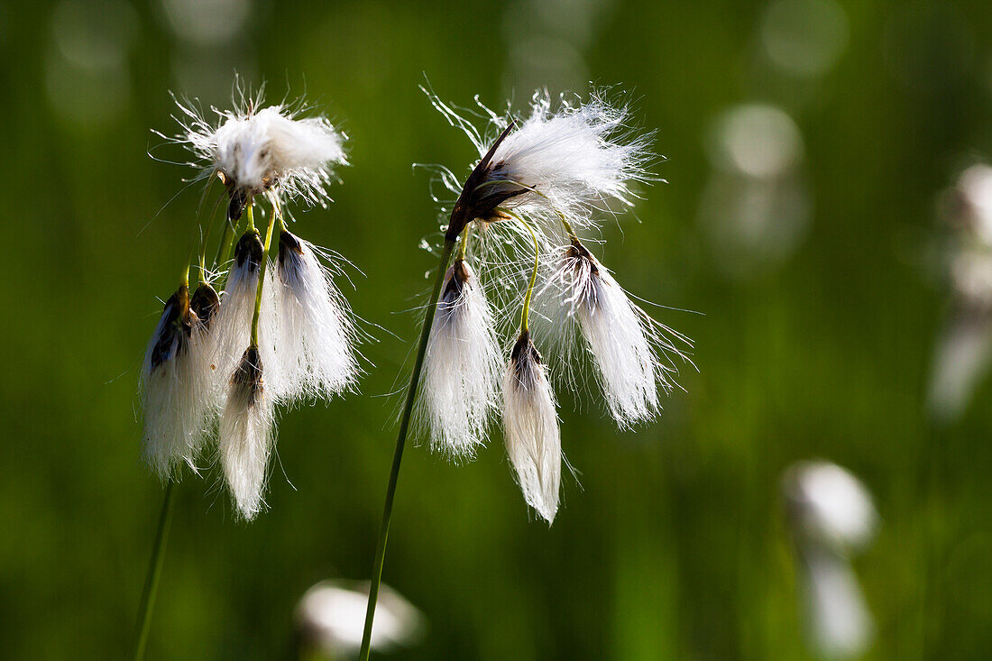 Cotton Grass, Eriophorum angustifolium, Upper Bavaria, Germany