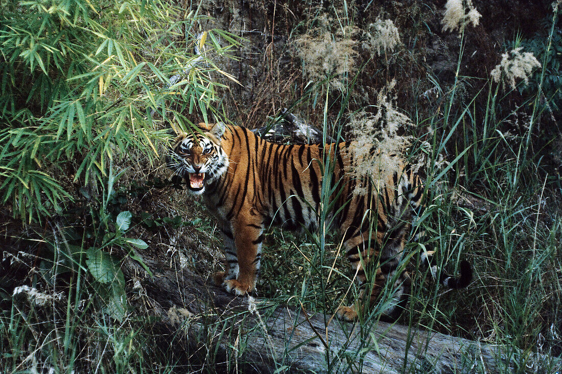 Indischer Tiger fauchend, Panthera tigris tigris, Bandhavgarh Nationalpark, Indien