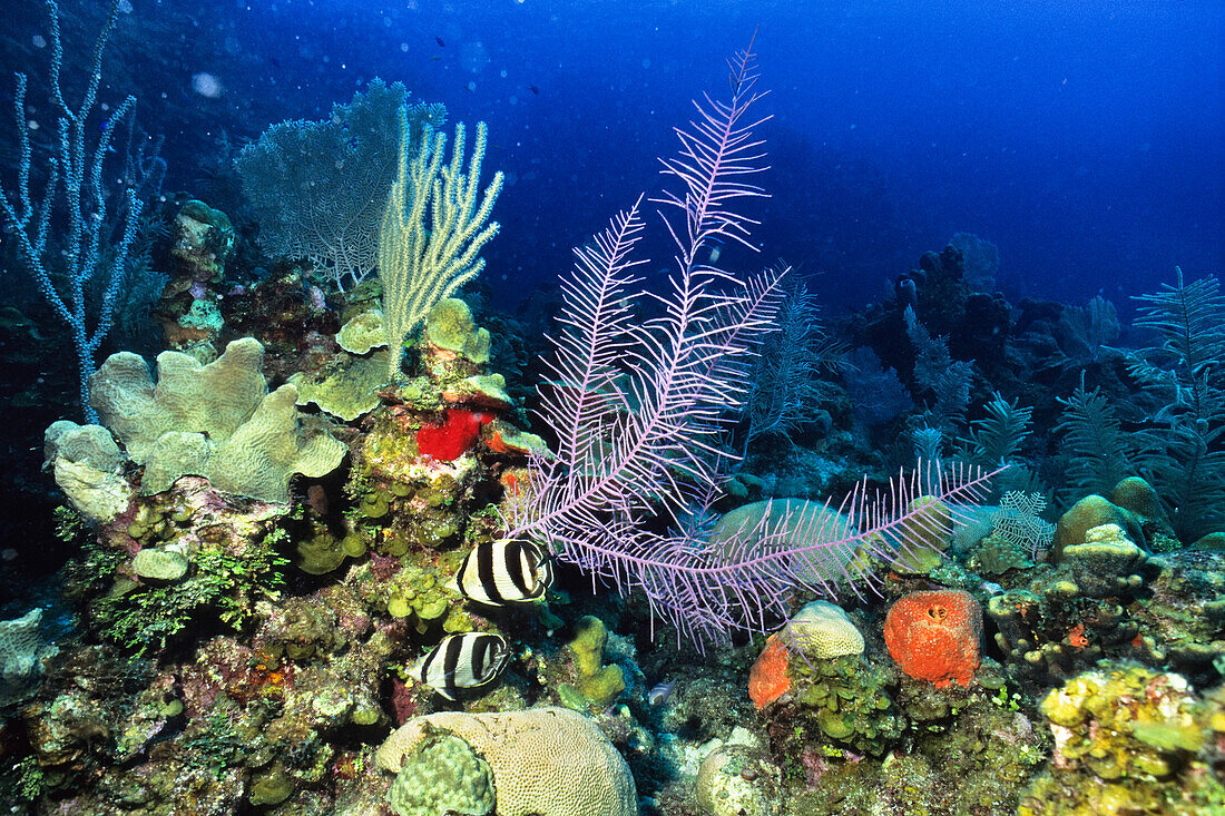 Falterfische im Korallenriff, Chaetodon striatus, Honduras, Karibik, Südamerika