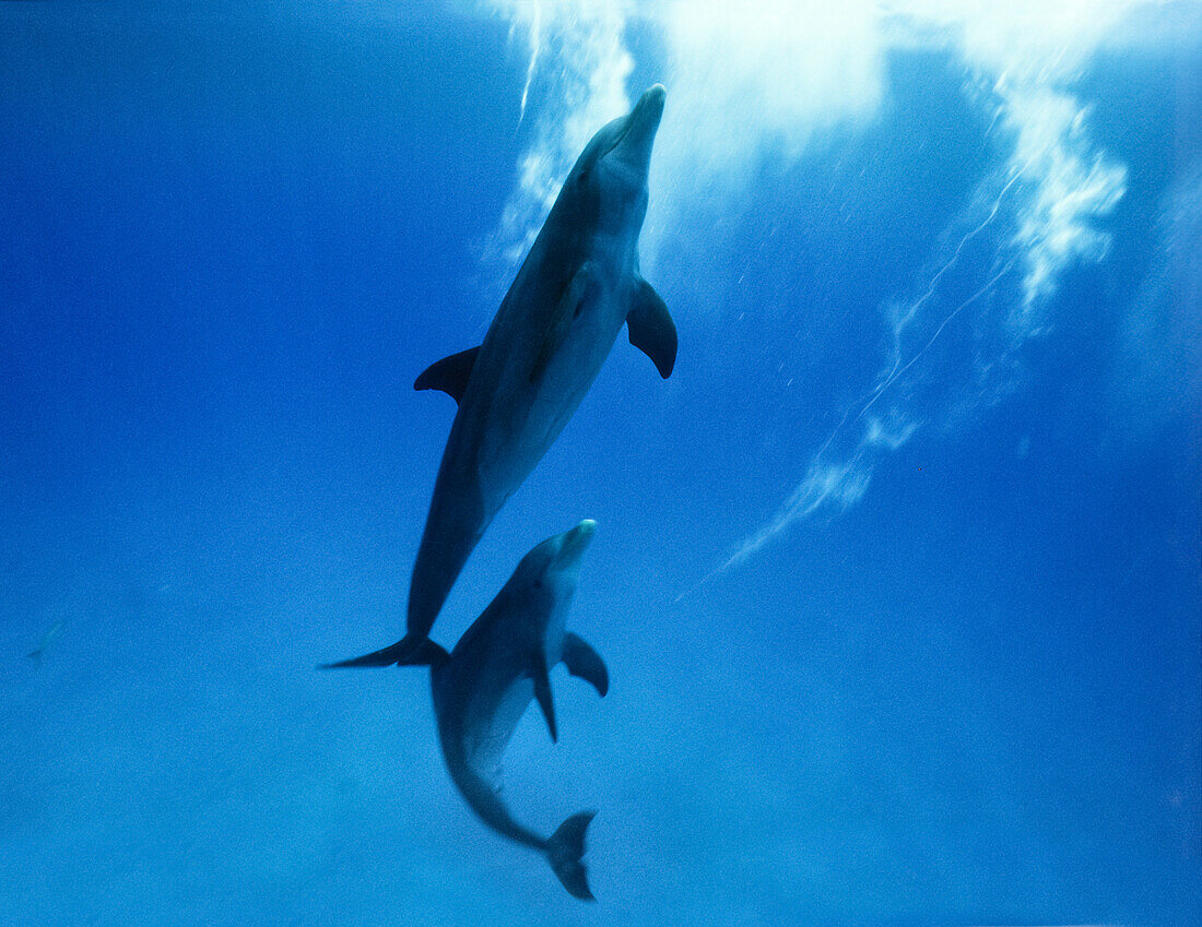 two dolphins under water