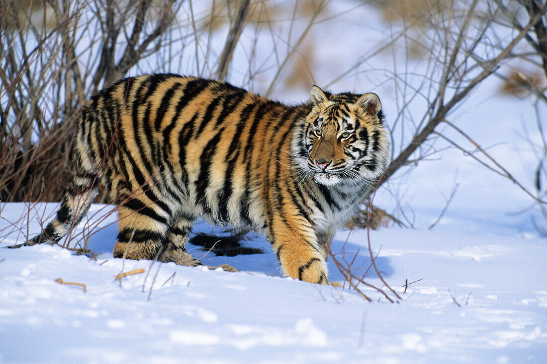 Young Siberian Tiger in snow, Panthera tigris altaica, China, captive