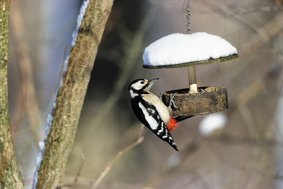 Great Spotted Woodpecker, Picoides major, at feeder in winter, Bavaria, Germany