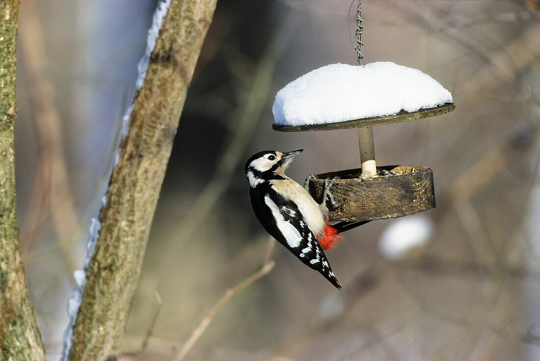 Großer Buntspecht, Picoides major, an Futterhäuschen im Winter, Bayern, Deutschland