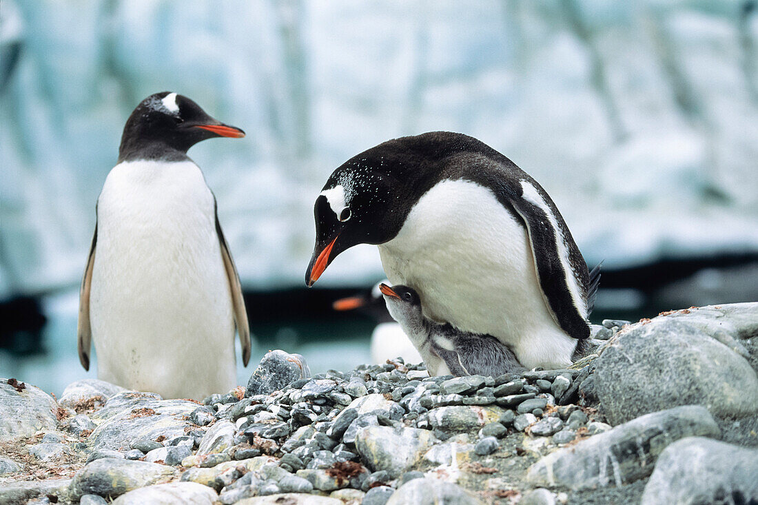 Gentoo Penguin with chick, Pygoscelis papua, Antarctic peninsula, Antarctica