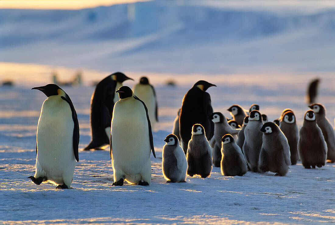 Kaiserpinguine mit Jungen wandern bei Sonnenuntergang, Aptenodytes forsteri, Eisschelf, Weddellmeer, Antarktis