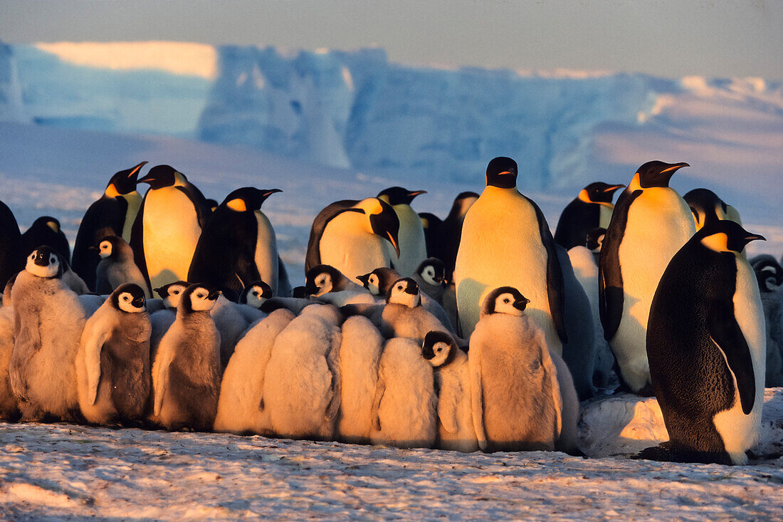 Emperor Penguins with chicks, Aptenodytes forsteri, iceshelf, Weddell Sea, Antarctic