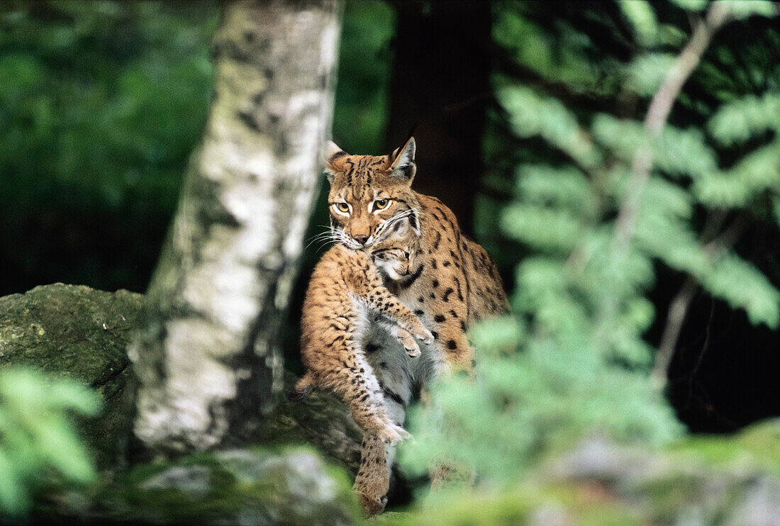 Europäischer Luchs trägt Junges, Felis lynx, Lynx lynx, Nationalpark Bayrischer Wald, Bayern, Deutschland