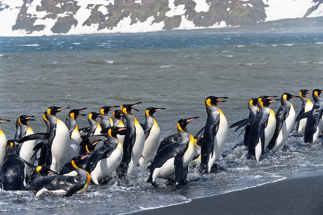 King Penguins, Aptenodytes patagonicus, South Georgia, Antarctica