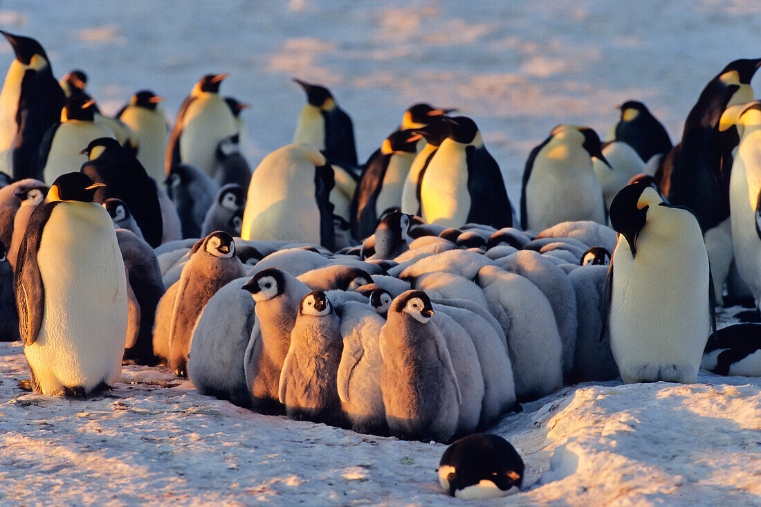 Kaiserpinguin mit Küken, Kindergarten, Aptenodytes forsteri, Antarktis