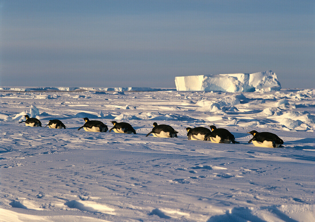 Kaiserpinguine rutschen auf dem Bauch über das Eis, Aptenodytes forsteri, Eisschelf, Weddellmeer, Antarktis