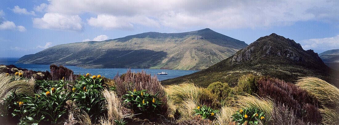 Megaherbs, Maori Onion, Bulbinella rossii, Campbell Island, Subantarctic Islands, New Zealand