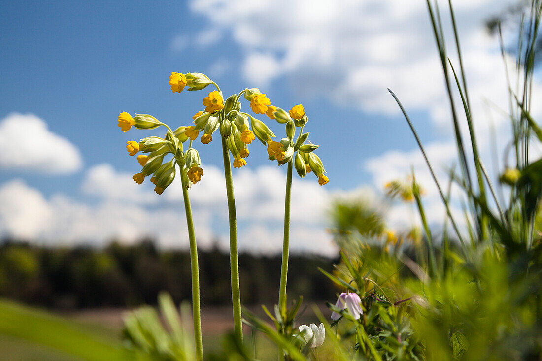 Cowslip, Primula veris, Primula officinalis, Upper Bavaria, Germany, Europe