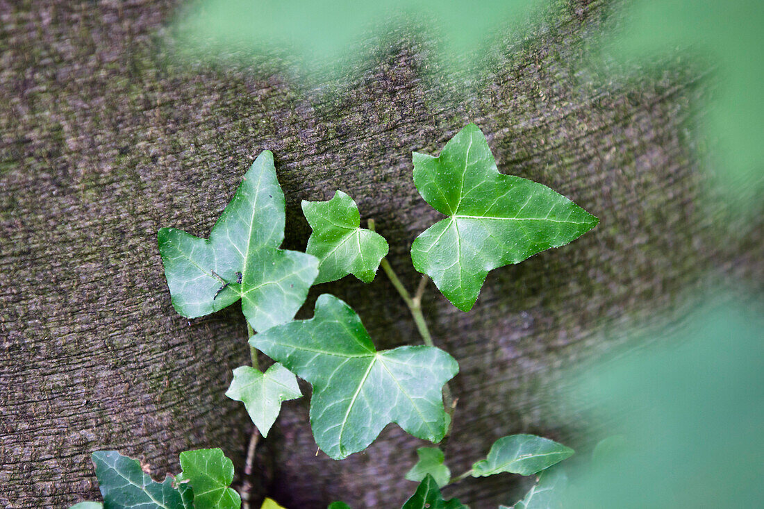 Efeu rankt an Buchenstamm, Hedera helix, Oberbayern, Deutschland