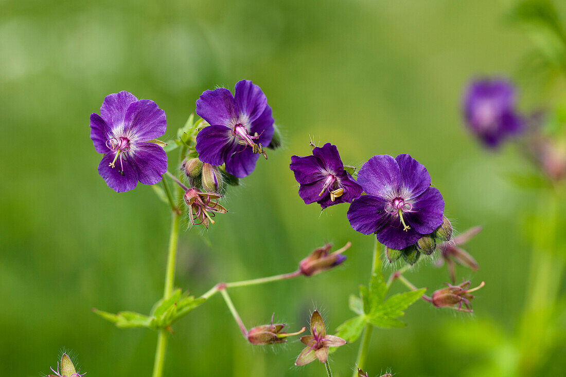 Brauner Storchschnabel, Geranium phaeum, Bayern, Detuschland