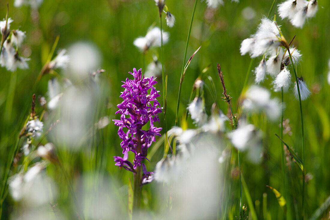 Breitblättriges Knabenkraut, Dactylorhiza majalis, Salep, und Wollgras, Bayern, Deutschland