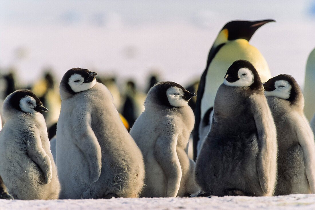 Kaiserpinguin-Küken, Aptenodytes forsteri, Weddellmeer, Antarktis