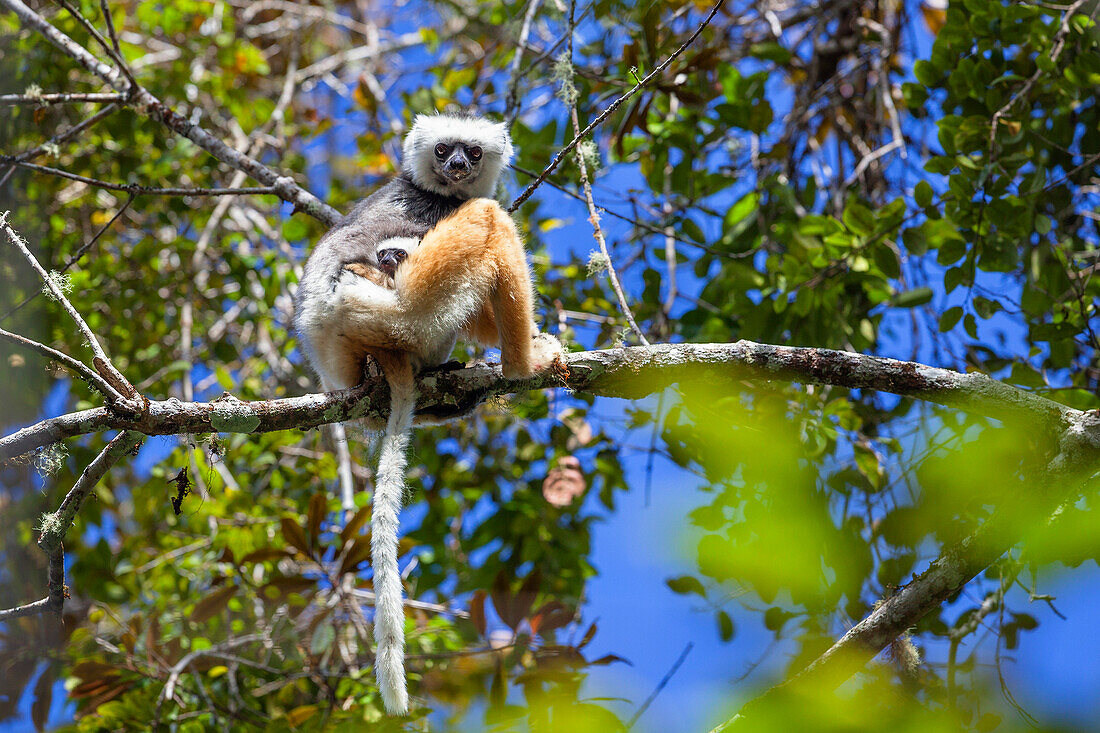 Diademed Sifaka with baby, Propithecus diadema, Andasibe Mantadia National Park, Madagascar, Africa